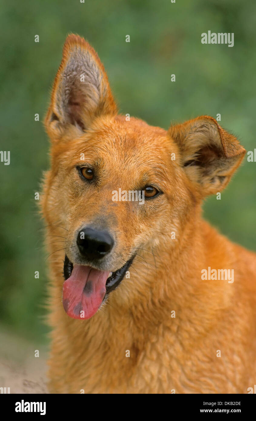 Chien avec la langue traînant, Hund mit Zunge heraushängender Banque D'Images