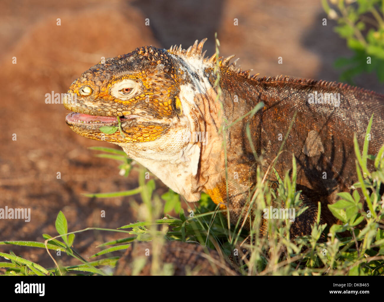 Conolophus subchristatus reptiles iguane terrestre Banque D'Images