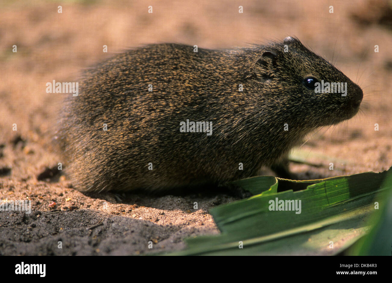 Cochon d'Inde, du Brésil Wildmeerschweinchen (Cavia aperea), Gemeines Meerschweinchen Banque D'Images Cochon d'Inde, du Brésil Wildmeerschweinchen (Cavia aperea), Gemeines Meerschweinchen Banque D'Images