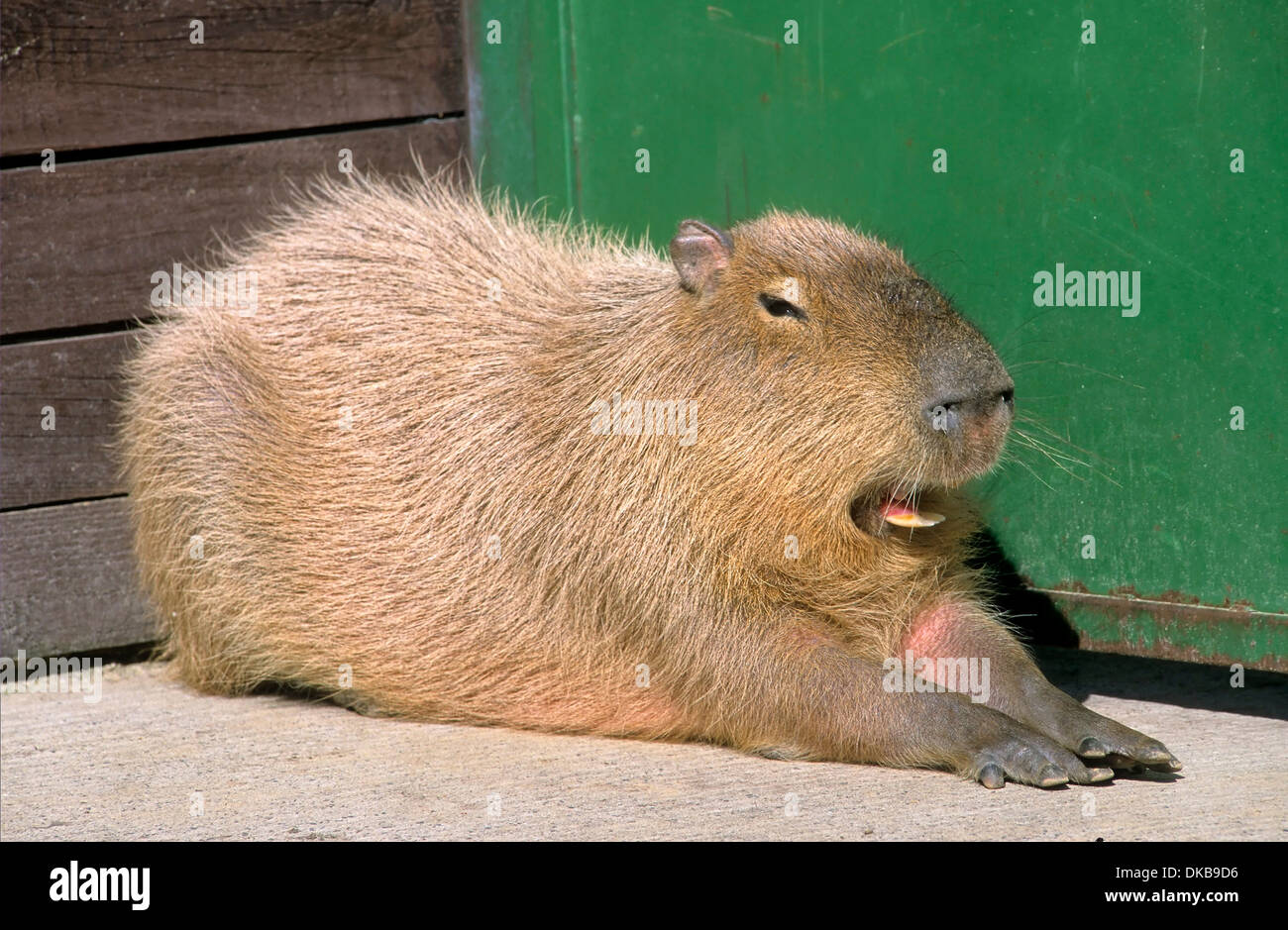 Wasserschwein, Capybara (Hydrochoerus hydrochaeris) Banque D'Images