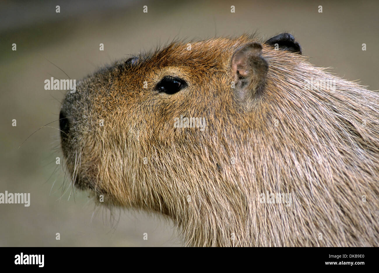 Wasserschwein, Capybara (Hydrochoerus hydrochaeris) Banque D'Images