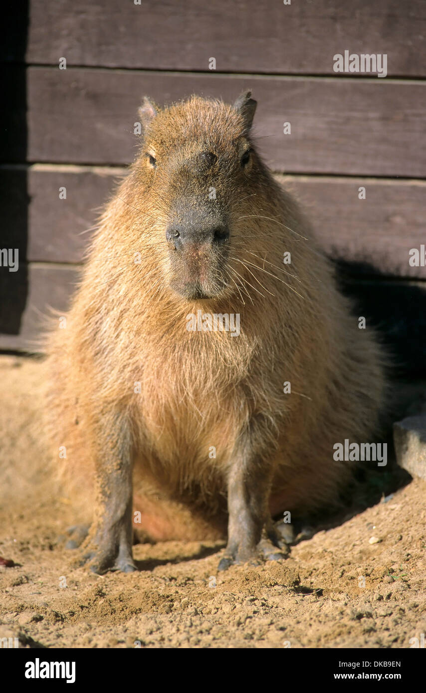 Wasserschwein, Capybara (Hydrochoerus hydrochaeris) Banque D'Images Wasserschwein, Capybara (Hydrochoerus hydrochaeris) Banque D'Images