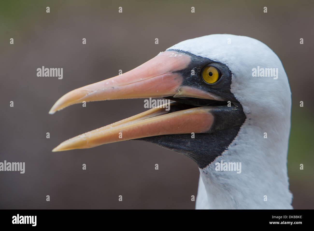 Nazca Booby Sula granti portrait Banque D'Images