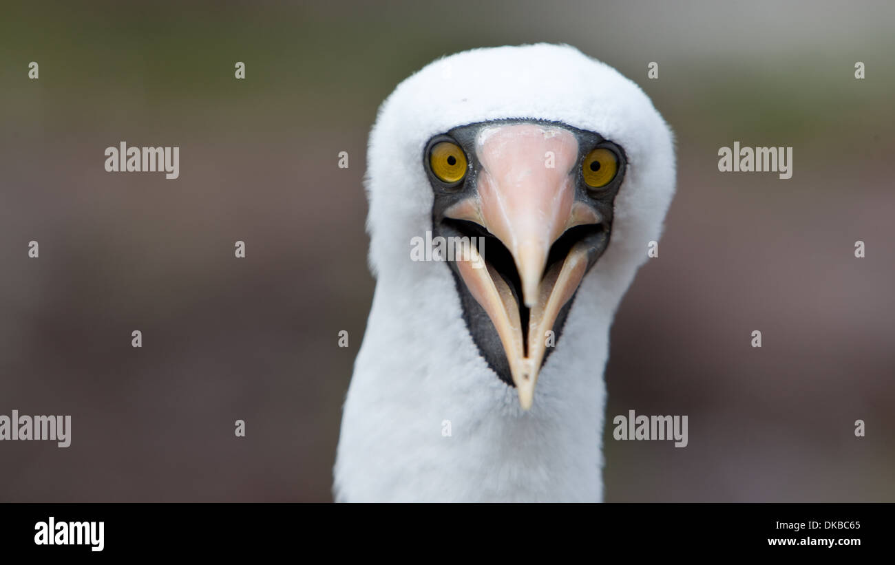 Nazca Booby Sula granti portrait Banque D'Images