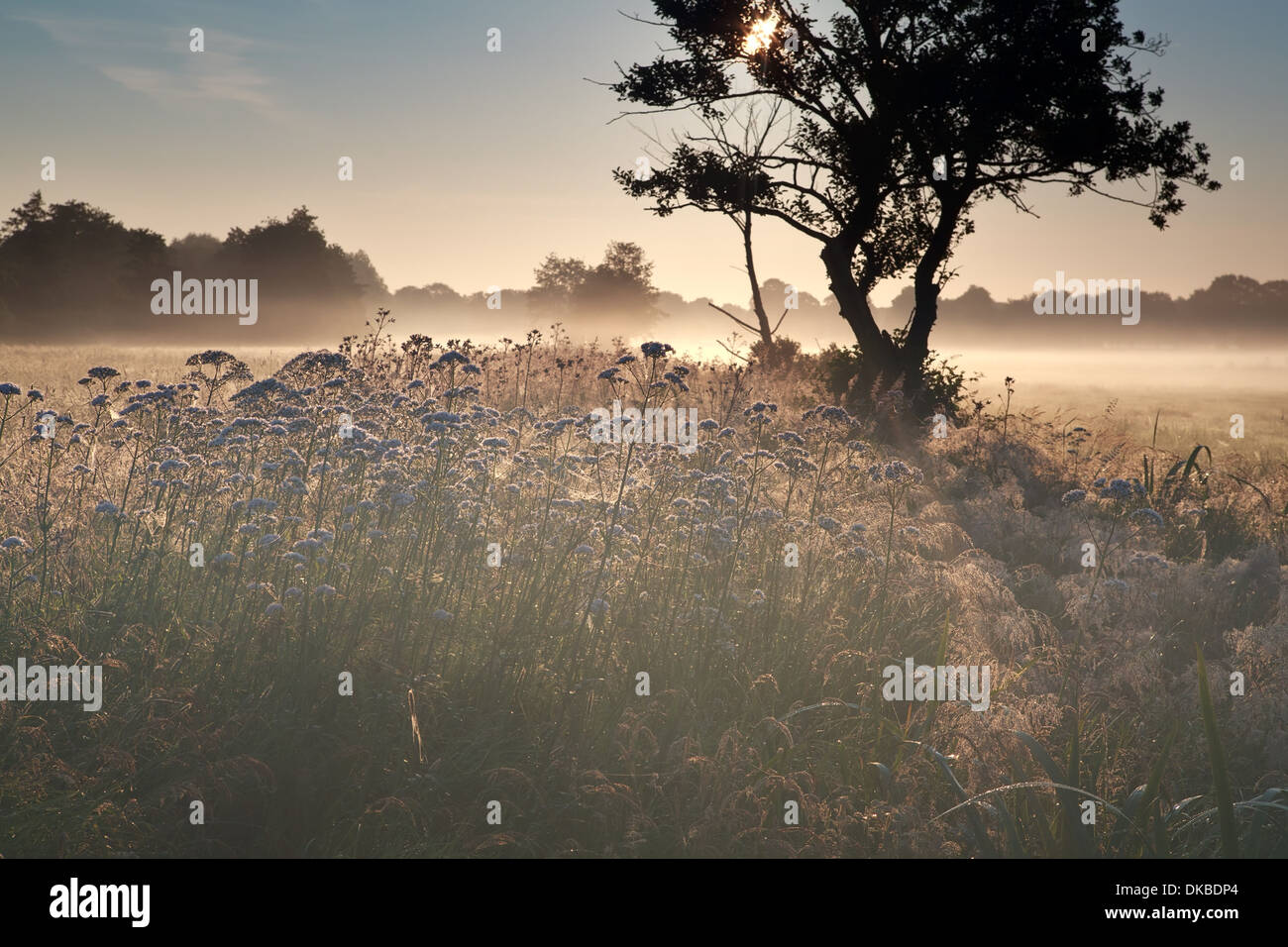 Très belle misty meadow sur Sunrise Banque D'Images