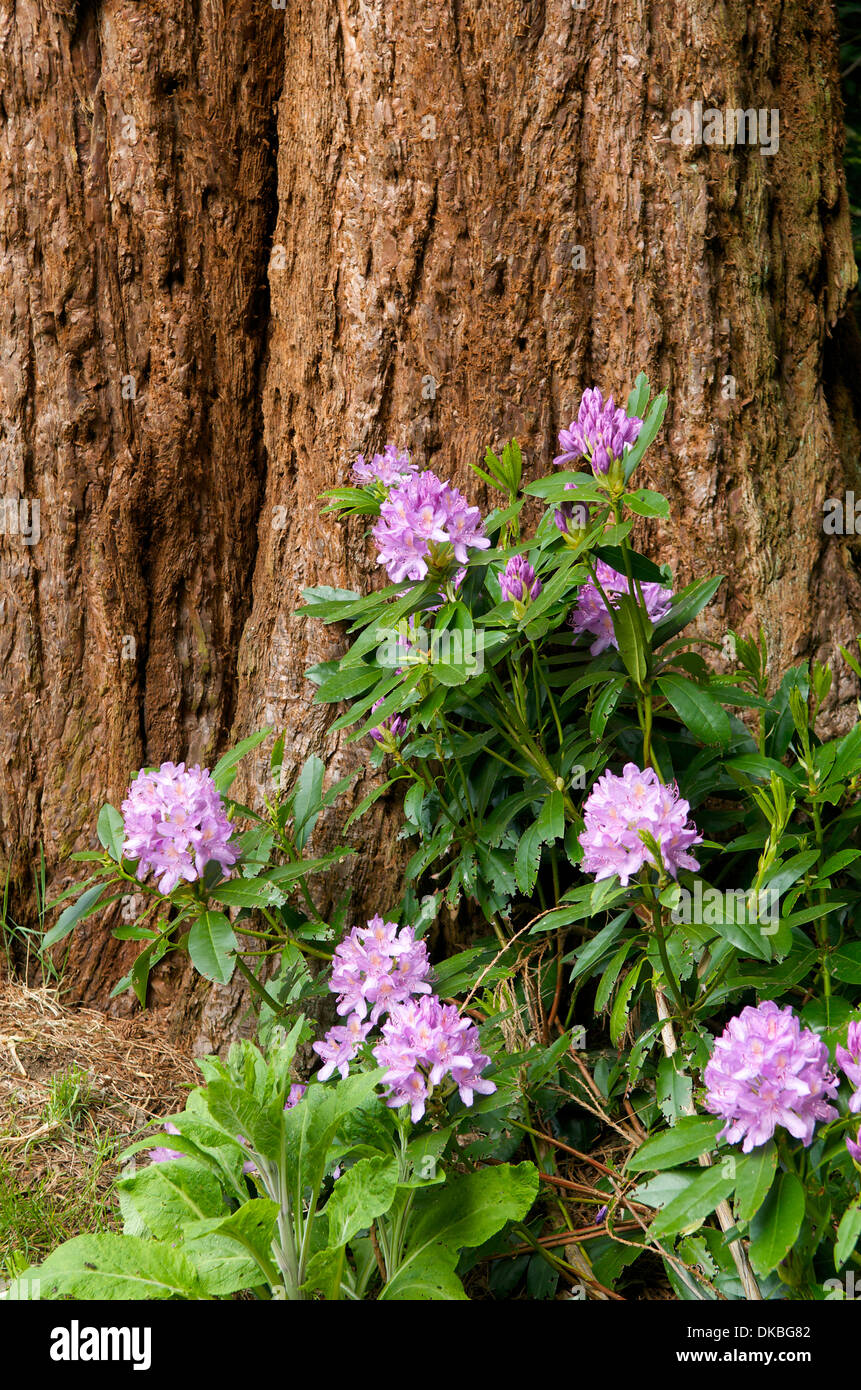 De plus en plus par Rhododendron arbre dans un jardin, Pays de Galles, Royaume-Uni Banque D'Images