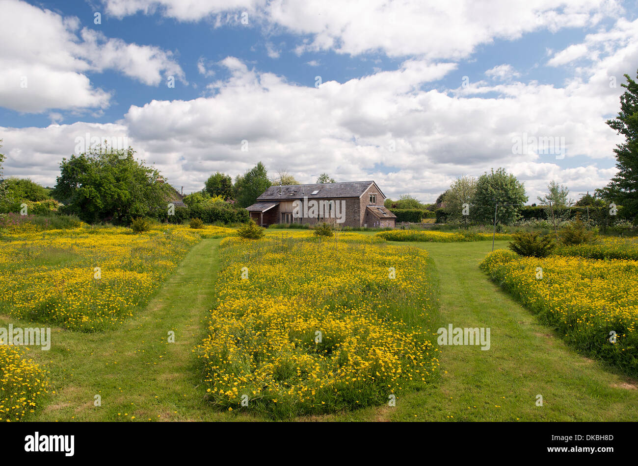 Wildflower meadow en jardin, Herefordshire, Angleterre, RU Banque D'Images