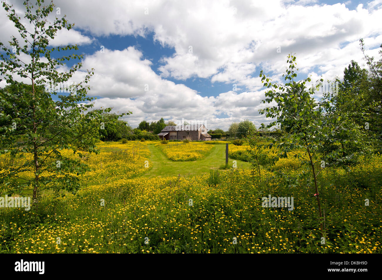 Wildflower meadow en jardin, Herefordshire, Angleterre, RU Banque D'Images