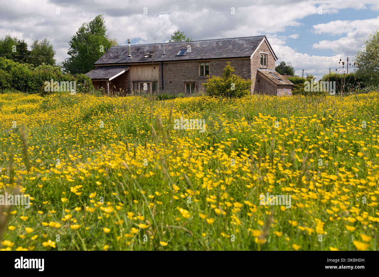 Wildflower meadow en jardin, Herefordshire, Angleterre, RU Banque D'Images