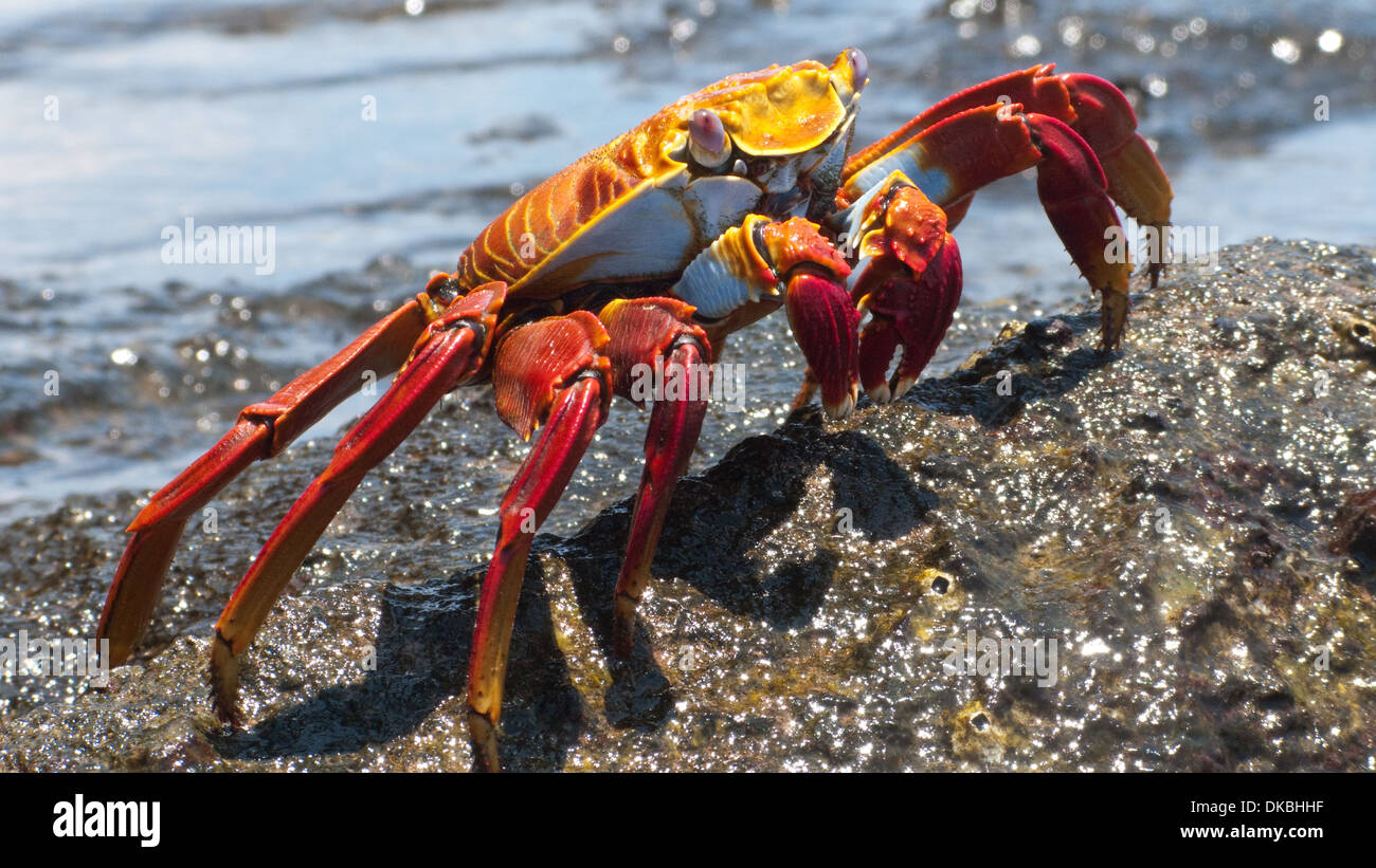 Grapsus grapsus Sally Lightfoot Crab crabe rouge Banque D'Images