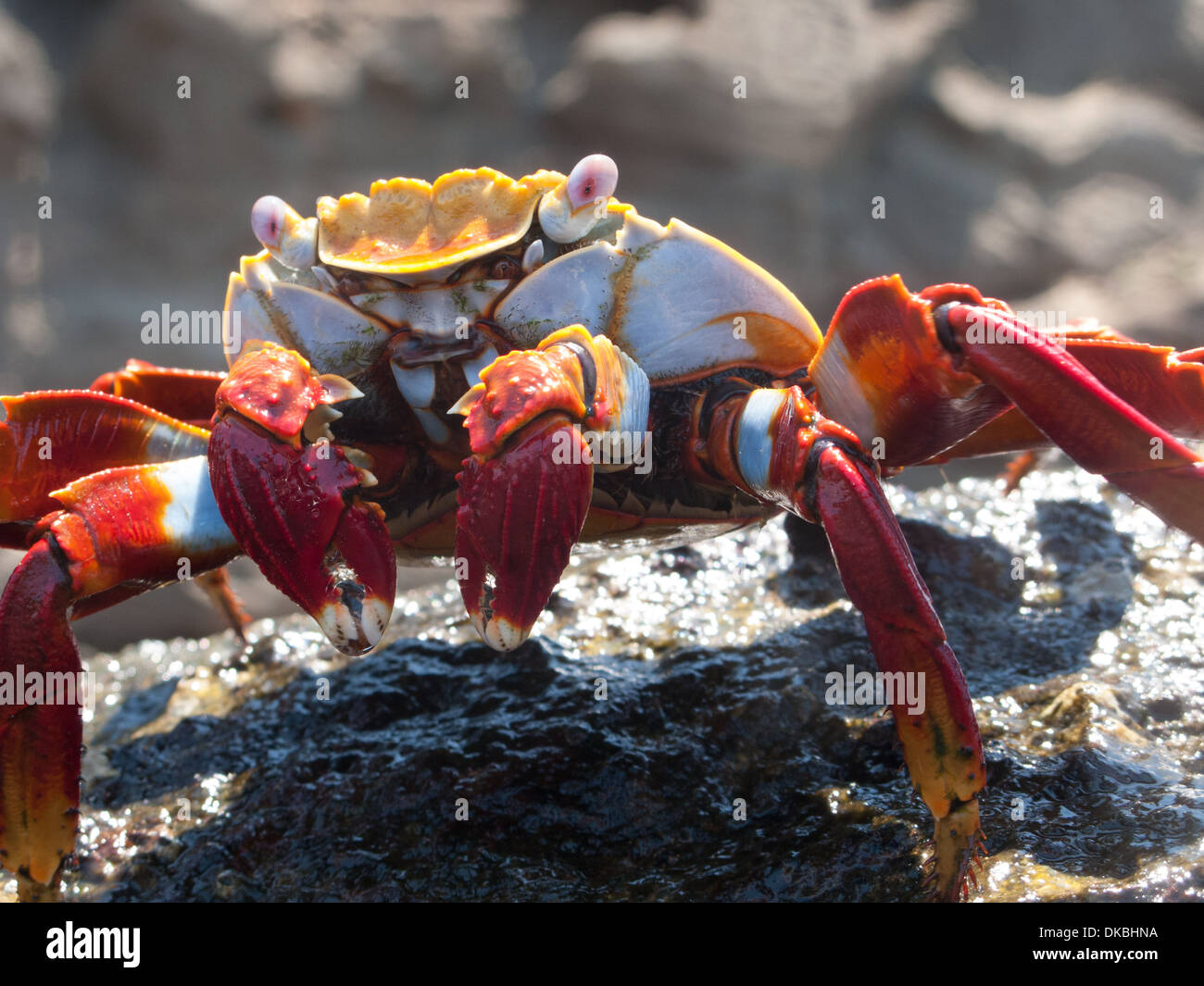 Grapsus grapsus Sally Lightfoot Crab crabe rouge Banque D'Images