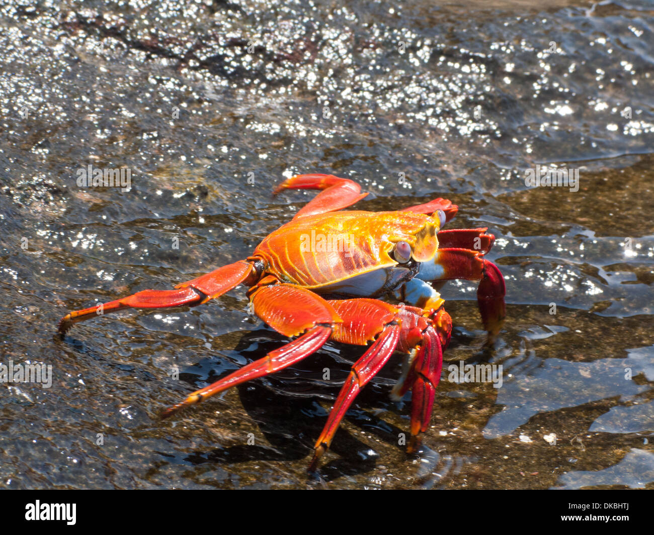 Grapsus grapsus Sally Lightfoot Crab crabe rouge Banque D'Images