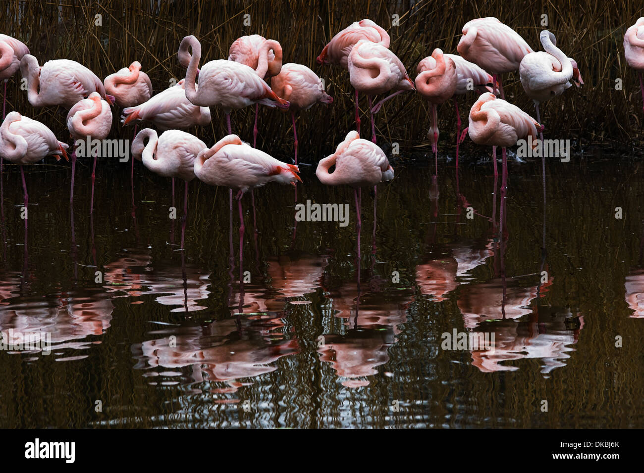Groupe Flamingo au repos dans l'eau avec la réflexion Banque D'Images
