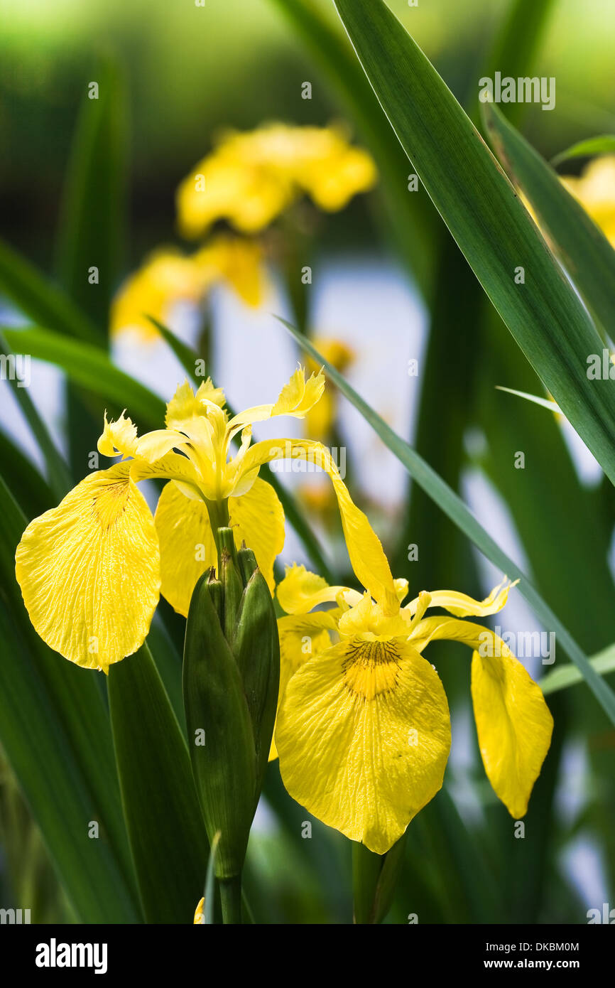 Iris jaune, Iris pseudacorus ou drapeau jaune au bord de l'eau en été Banque D'Images