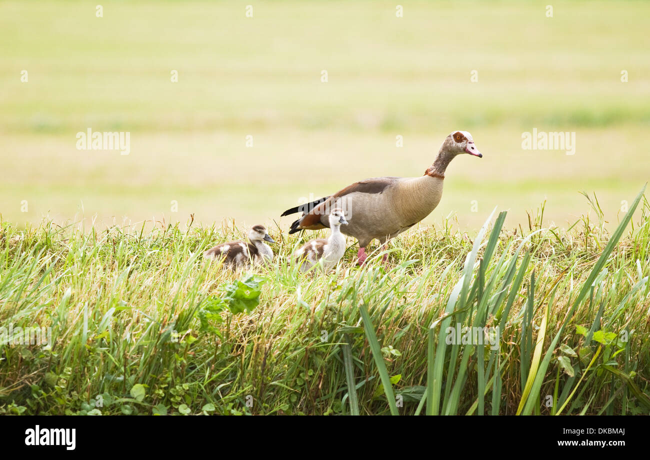 Egyptian goose avec canetons sur journée brumeuse en été dans le pays au bord de l'eau Banque D'Images