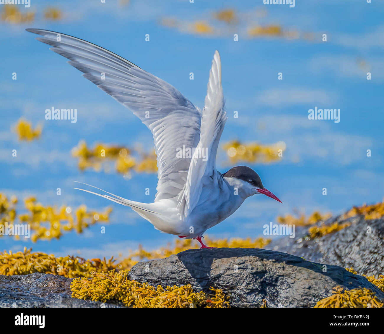 Sterne arctique (Sterna paradisaea), l'île de Flatey, Breidafjordur, Islande Banque D'Images