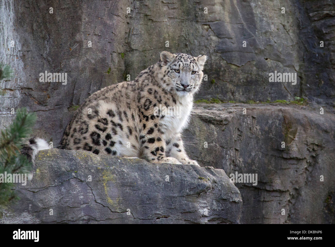 Snow Leopard cub, 7 mois. Banque D'Images