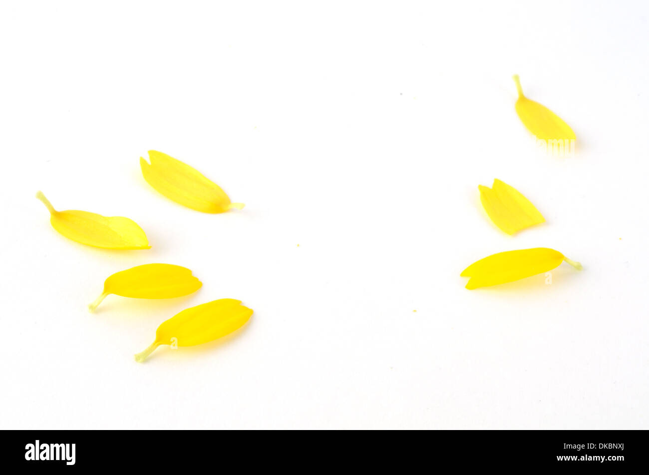 Daisy pétales jaune - sur fond blanc Banque D'Images