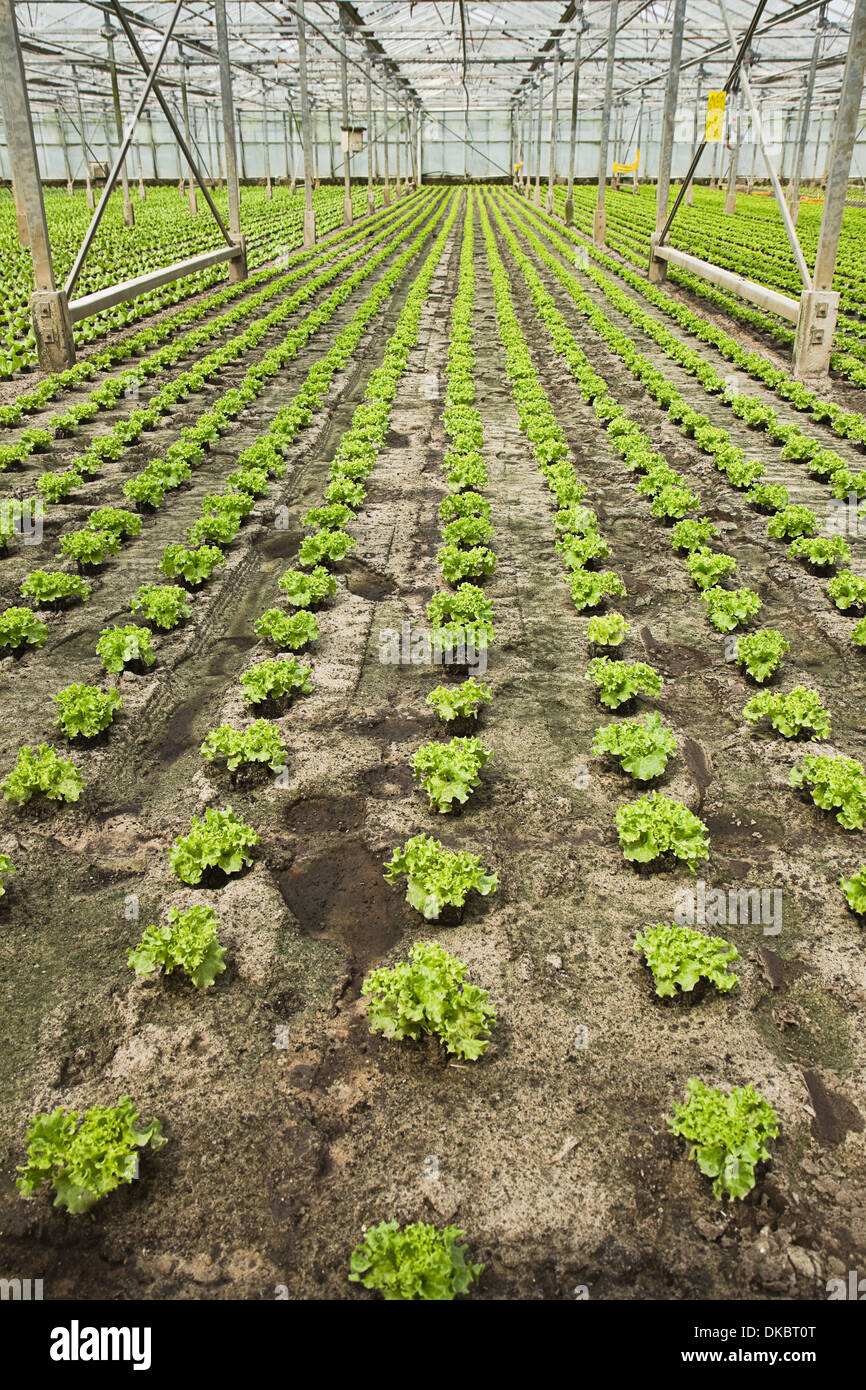 Sommaire La nouvelle plantation de jeunes plants de salades en serre en été - verticale Banque D'Images