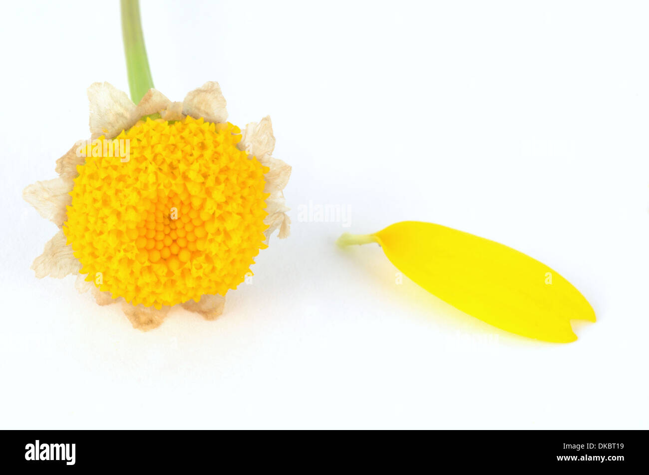 Daisy jaune - m'aime m'aime pas Banque D'Images