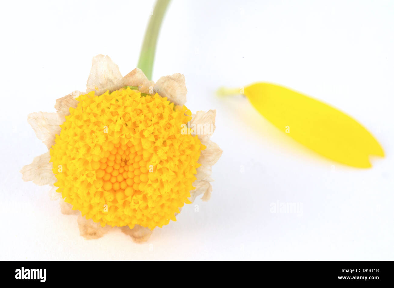 Daisy jaune - m'aime m'aime pas Banque D'Images