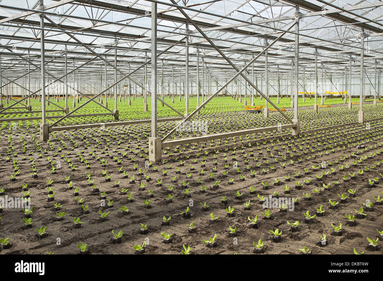 Aperçu travaillant sur la nouvelle plantation de jeunes plants de salades en serre en été - horizontal Banque D'Images