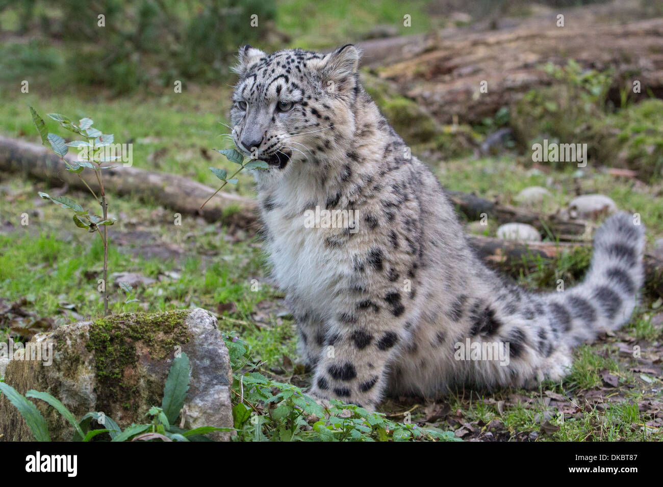 Snow Leopard cub, 7 mois. Banque D'Images