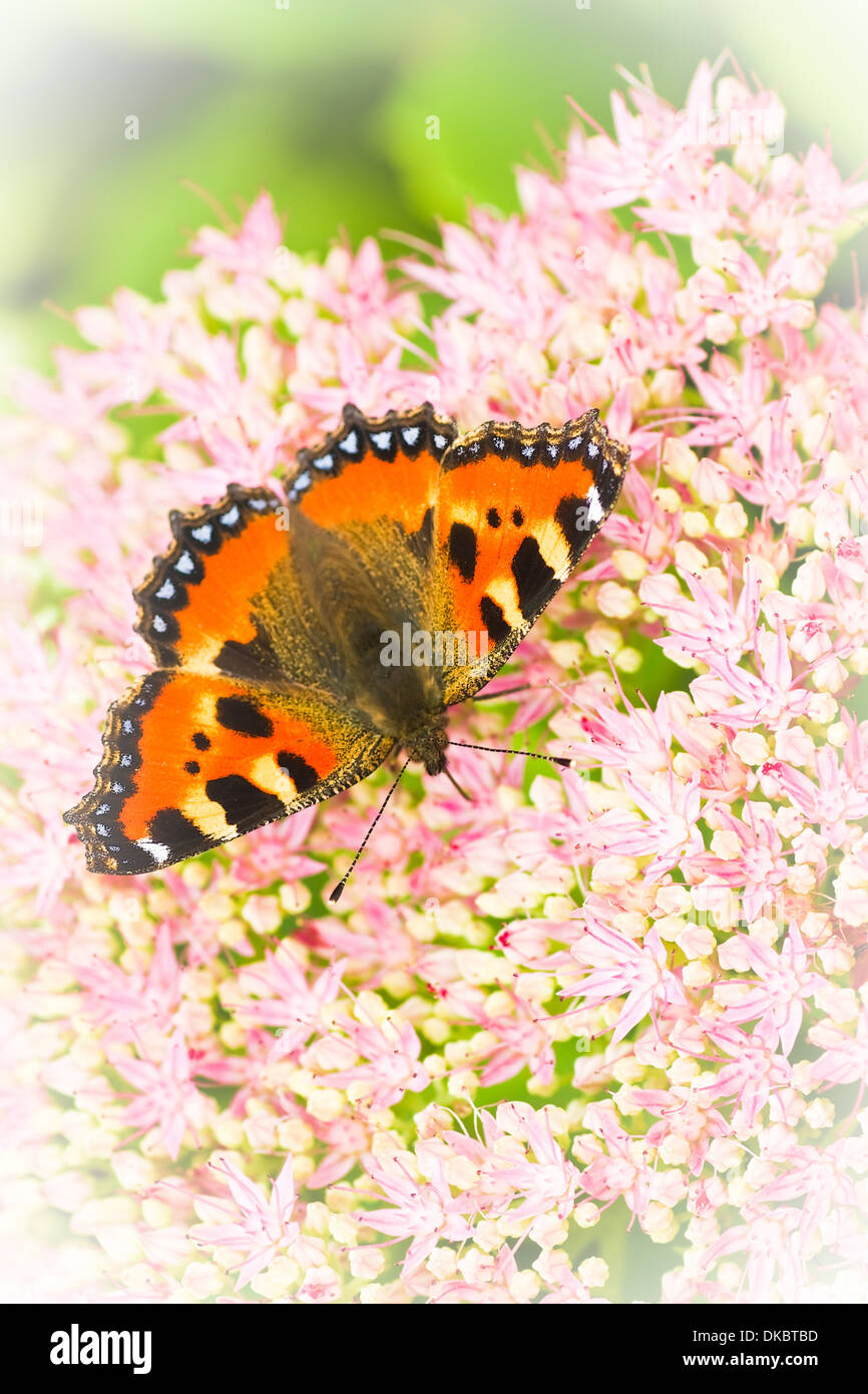 Les petites écailles de papillon ou Aglais urticae sur Sedum fleurs à la fin de l'été - verticale Banque D'Images
