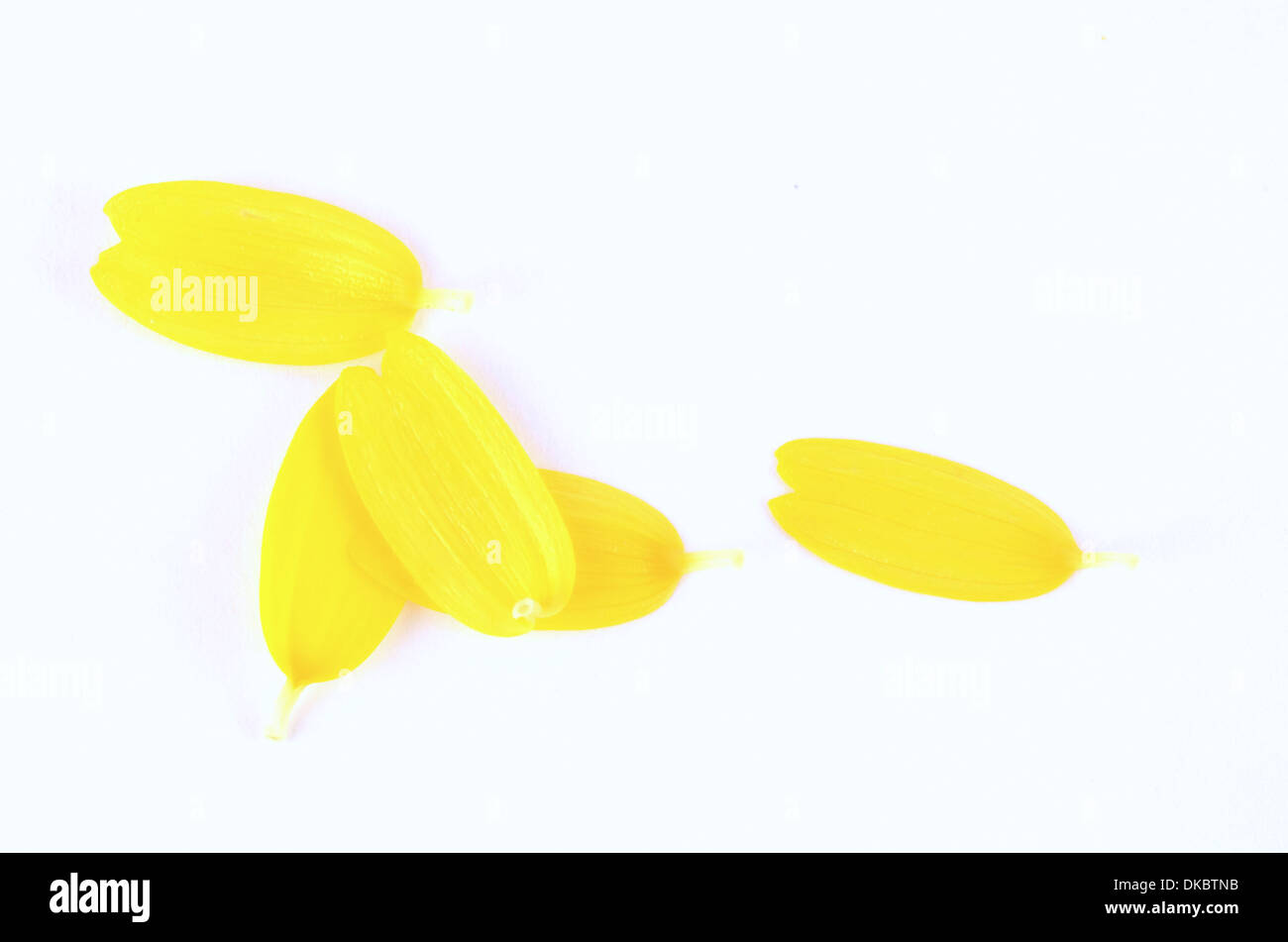 Daisy pétales jaune - sur fond blanc Banque D'Images