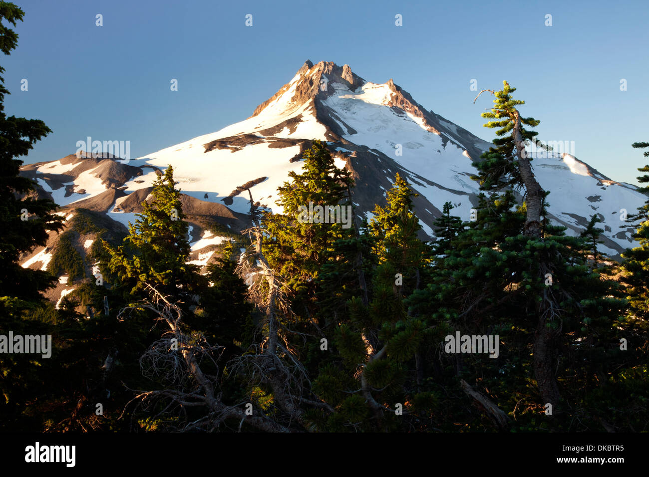 OREGON - Mount Jefferson du Pacific Crest Trail sur Park Ridge dans le Mount Jefferson Wilderness Area. Banque D'Images