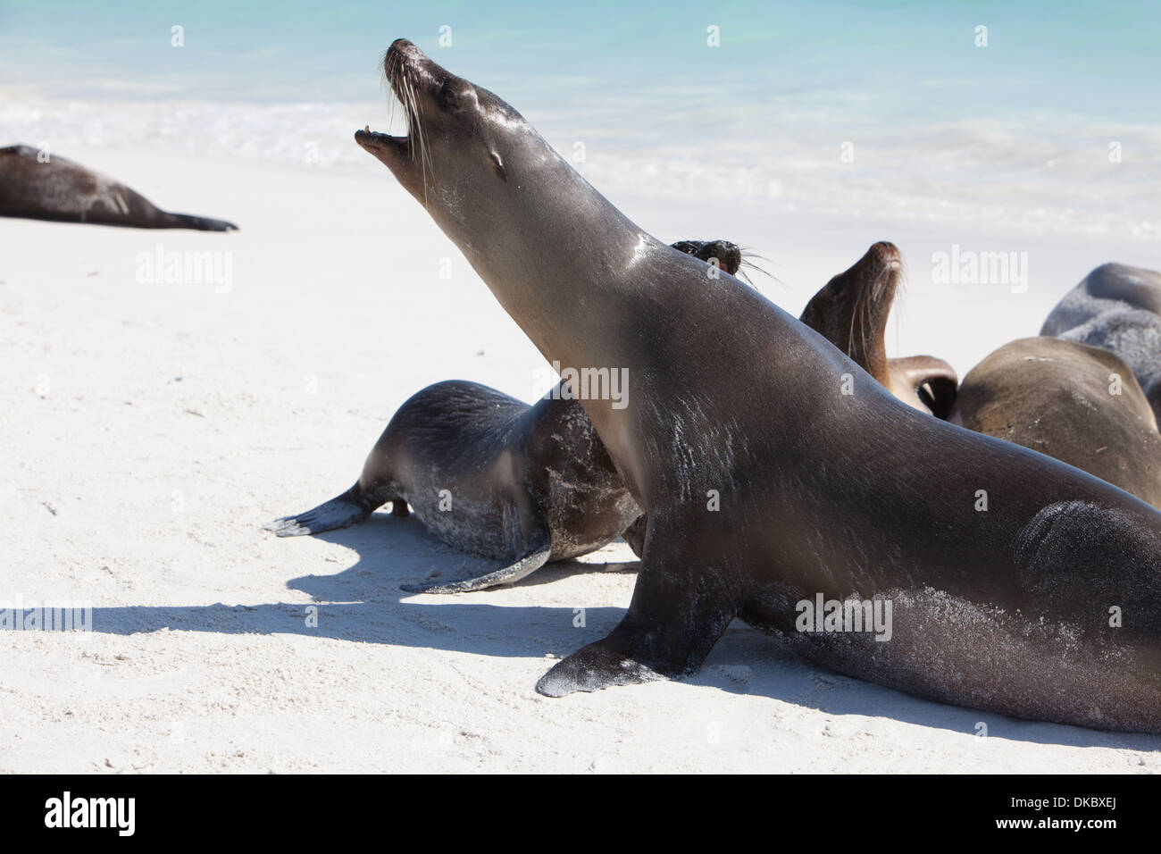 Lion de mer Galapagos Zalophus californianus sleeping Banque D'Images