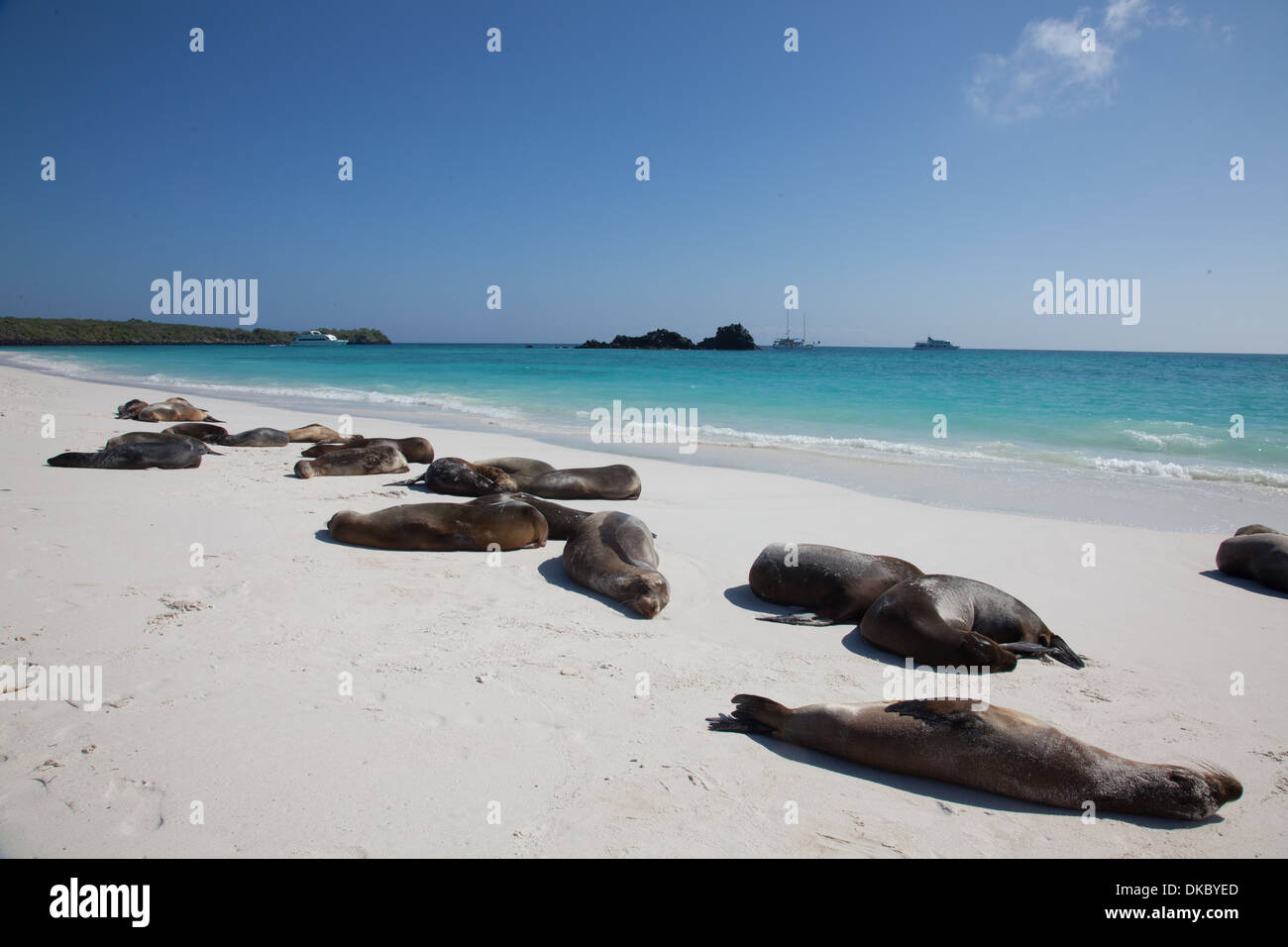 Lion de mer Galapagos Zalophus californianus sleeping Banque D'Images