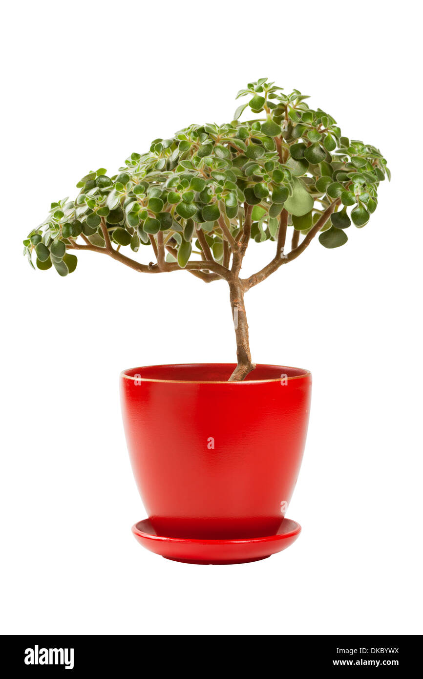 Arbre d'argent de jade (Crassula ovata) en rouge cache-pot Banque D'Images
