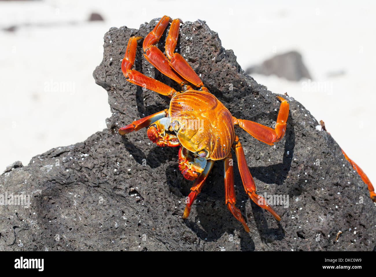 Grapsus grapsus Sally Lightfoot Crab crabe rouge Banque D'Images