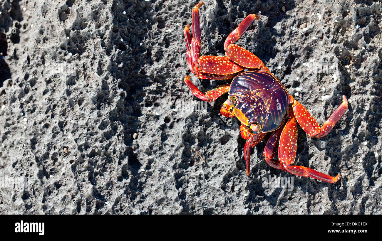 Grapsus grapsus Sally Lightfoot Crab crabe rouge Banque D'Images