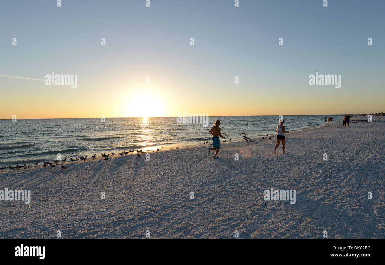 Les mouettes et la plage Siesta Key, en Floride. Banque D'Images Les mouettes et la plage Siesta Key, en Floride. Banque D'Images