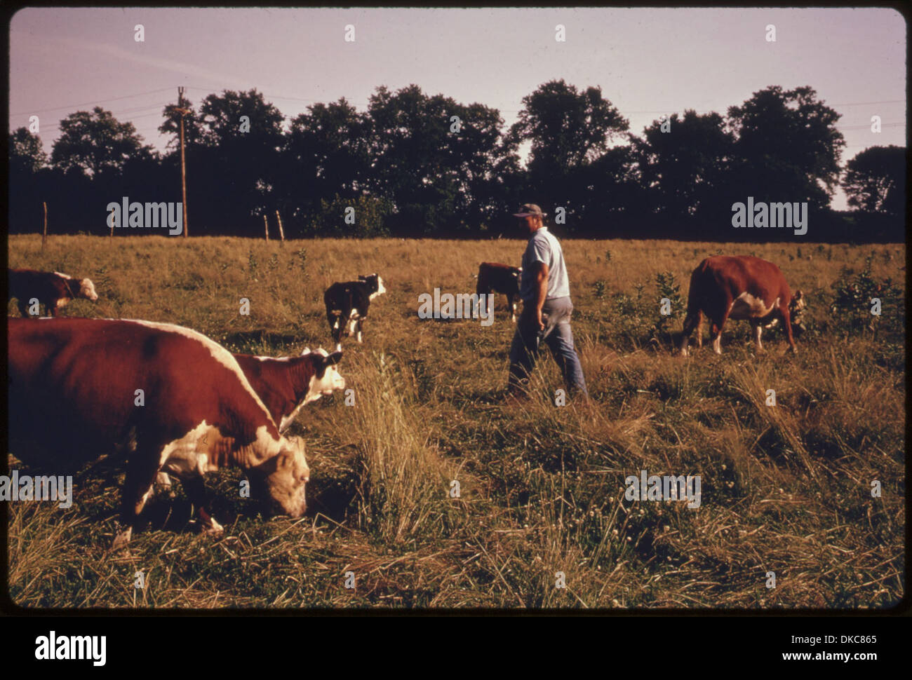 Un agriculteur s'occupe de son bétail dans une ferme entourée de développements industriels près de Somerville, New Jersey, dans la région métropolitaine de New York. L'image met en évidence le mélange de l'agriculture et de l'urbanisation. Banque D'Images
