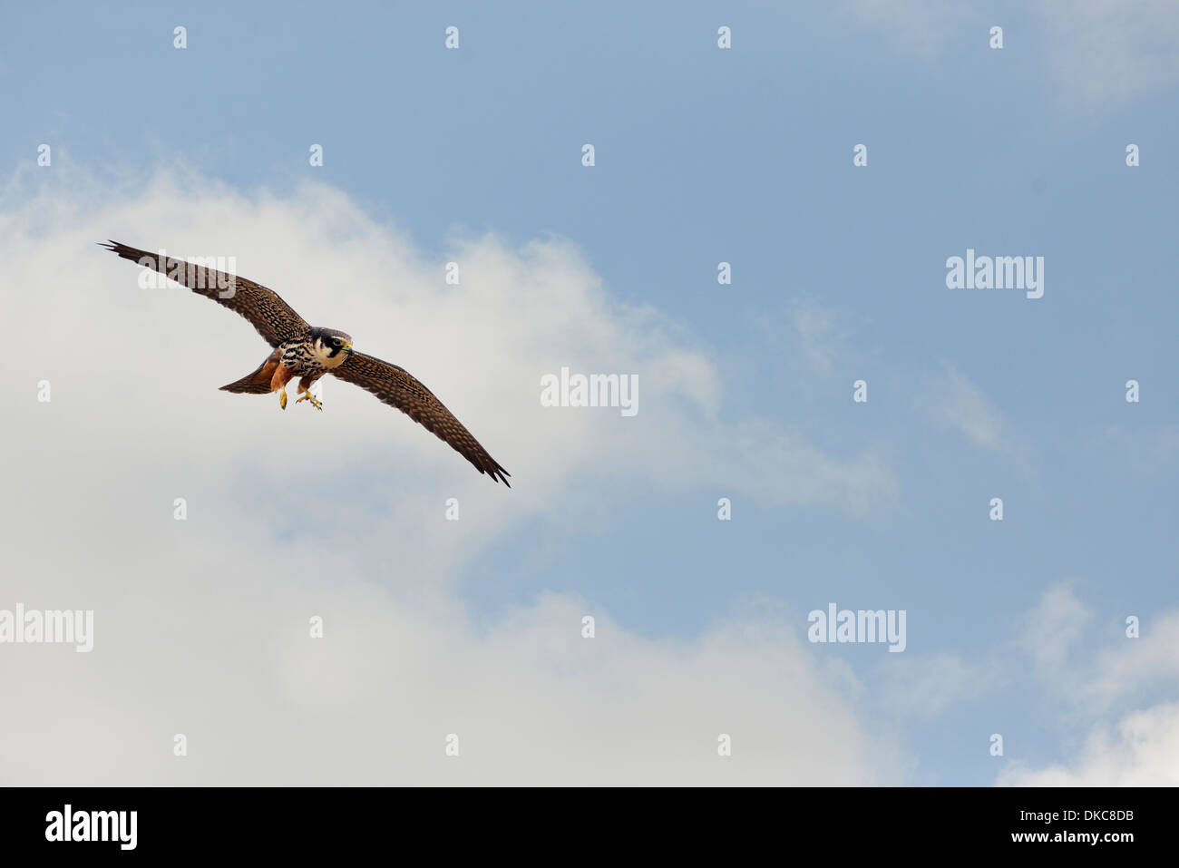 Hobby (Falco subbuteo) pour la chasse aux insectes volants dans un ciel de printemps Banque D'Images