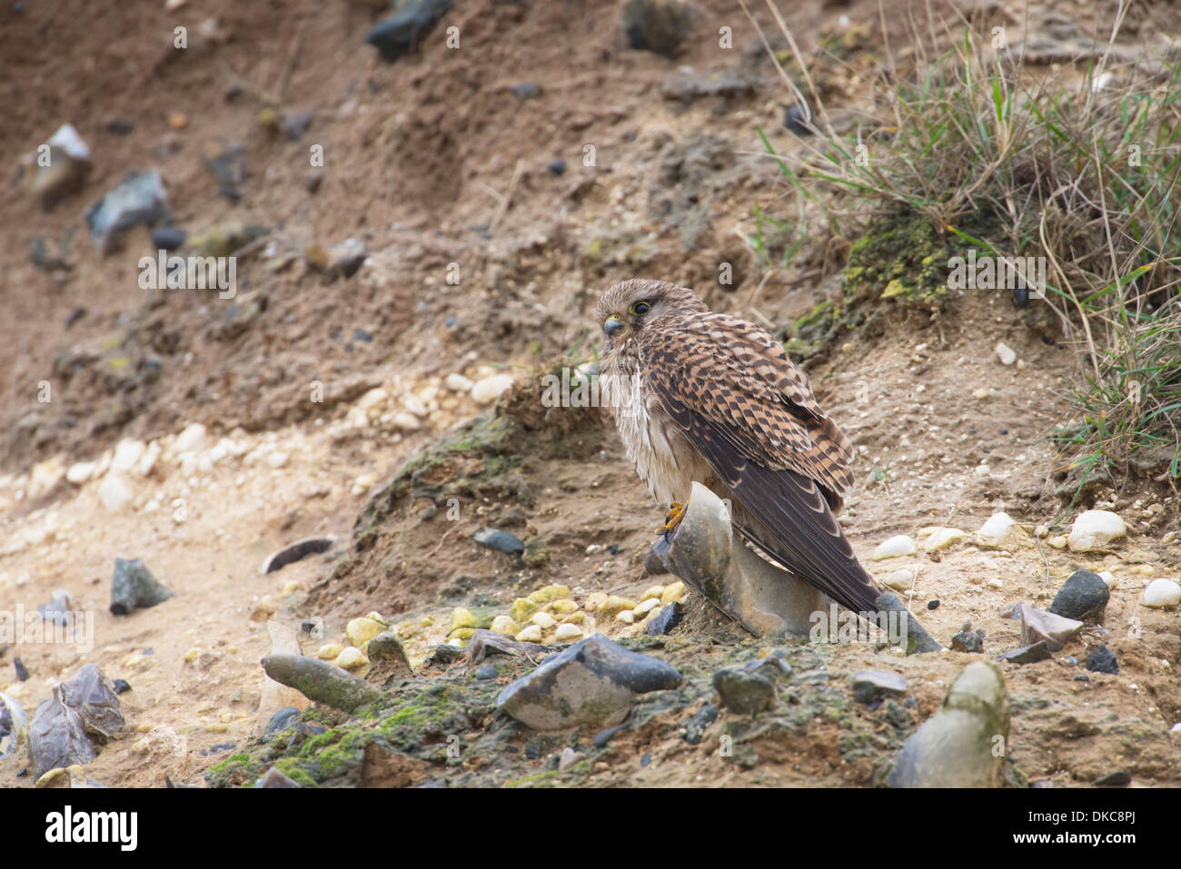 Faucon crécerelle (Falco tinnunculus). Percher sur femelle côté de falaise, Thanet Banque D'Images