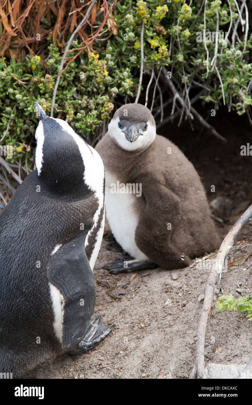 Les jeunes et adultes manchot du Cap (Spheniscus demersus) sur la plage de Boulders, Cape Town Banque D'Images