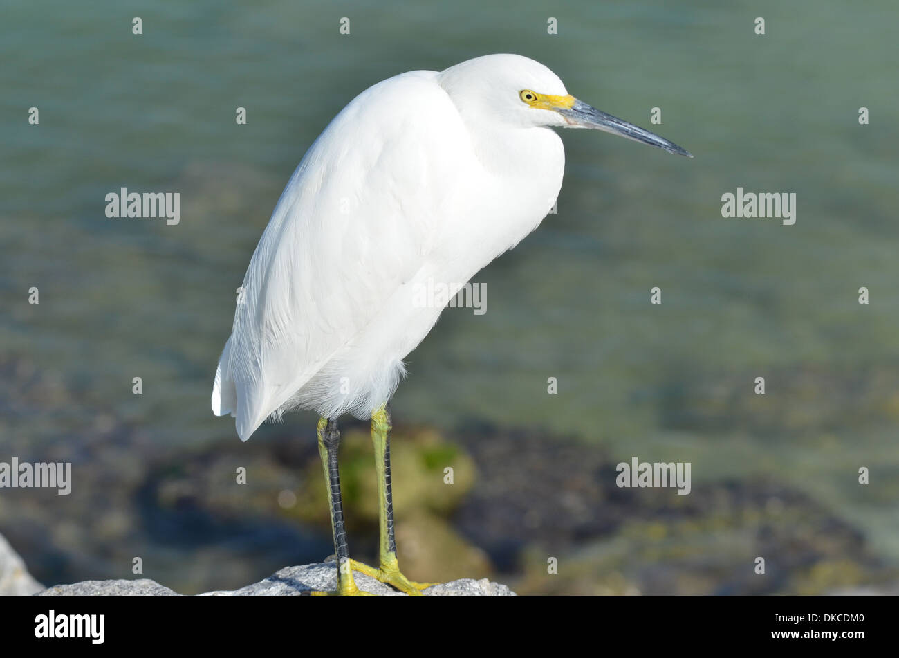Oiseau posé par lui-même à la prochain repas Banque D'Images