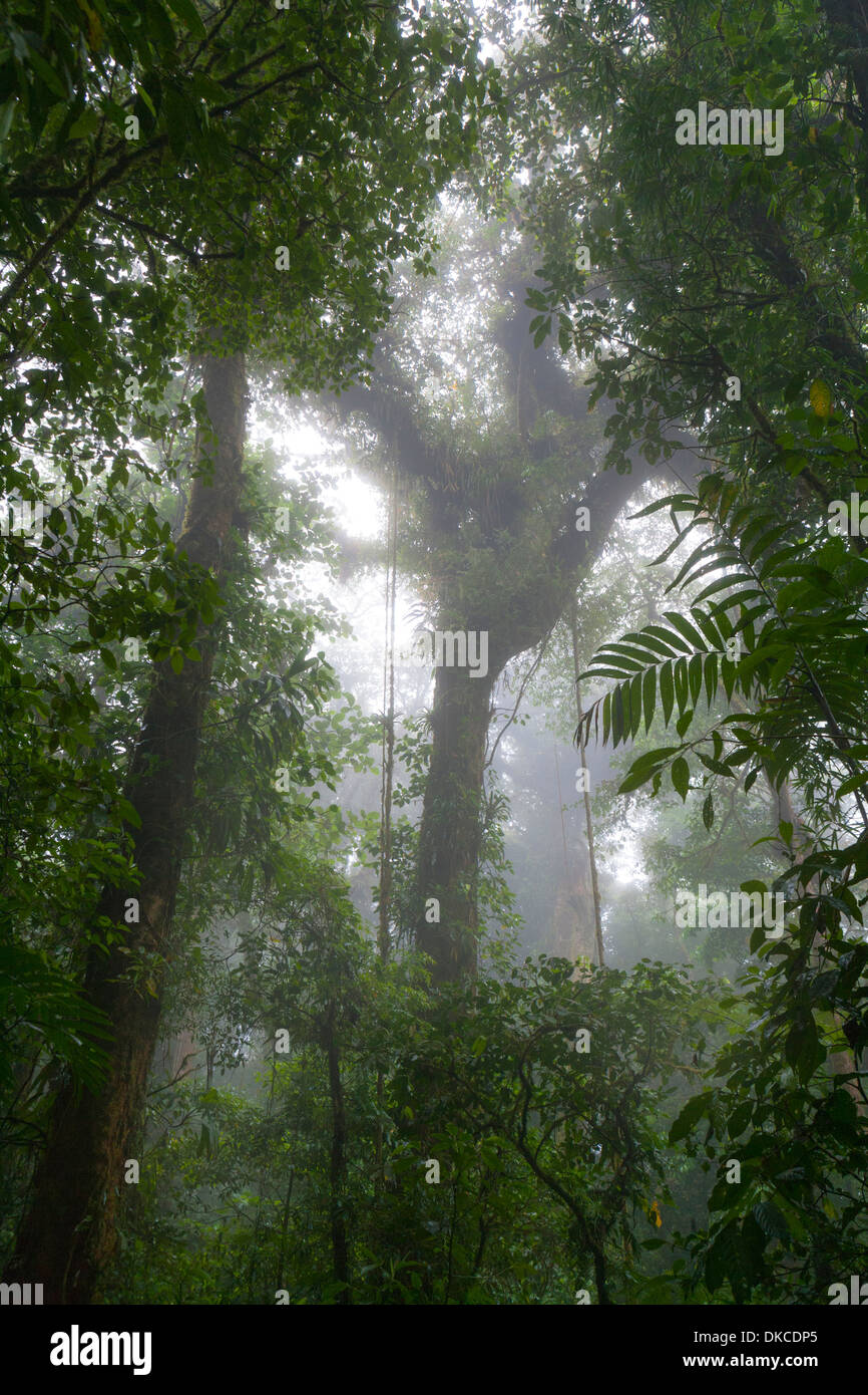 Forêt de nuages de Monteverde Costa Rica. Banque D'Images