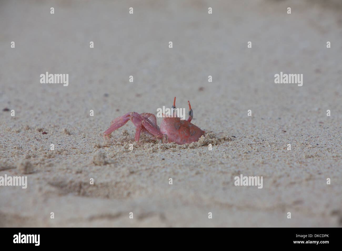 Le crabe fantôme faune animale [République de l'Équateur] Banque D'Images