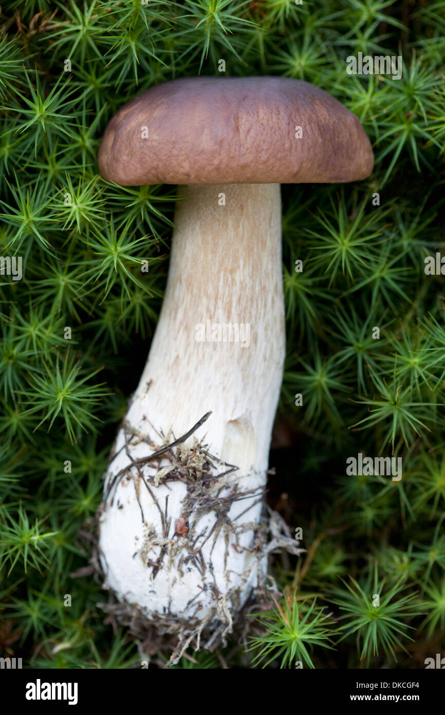 Cèpes (Boletus edulis) mushroom Banque D'Images