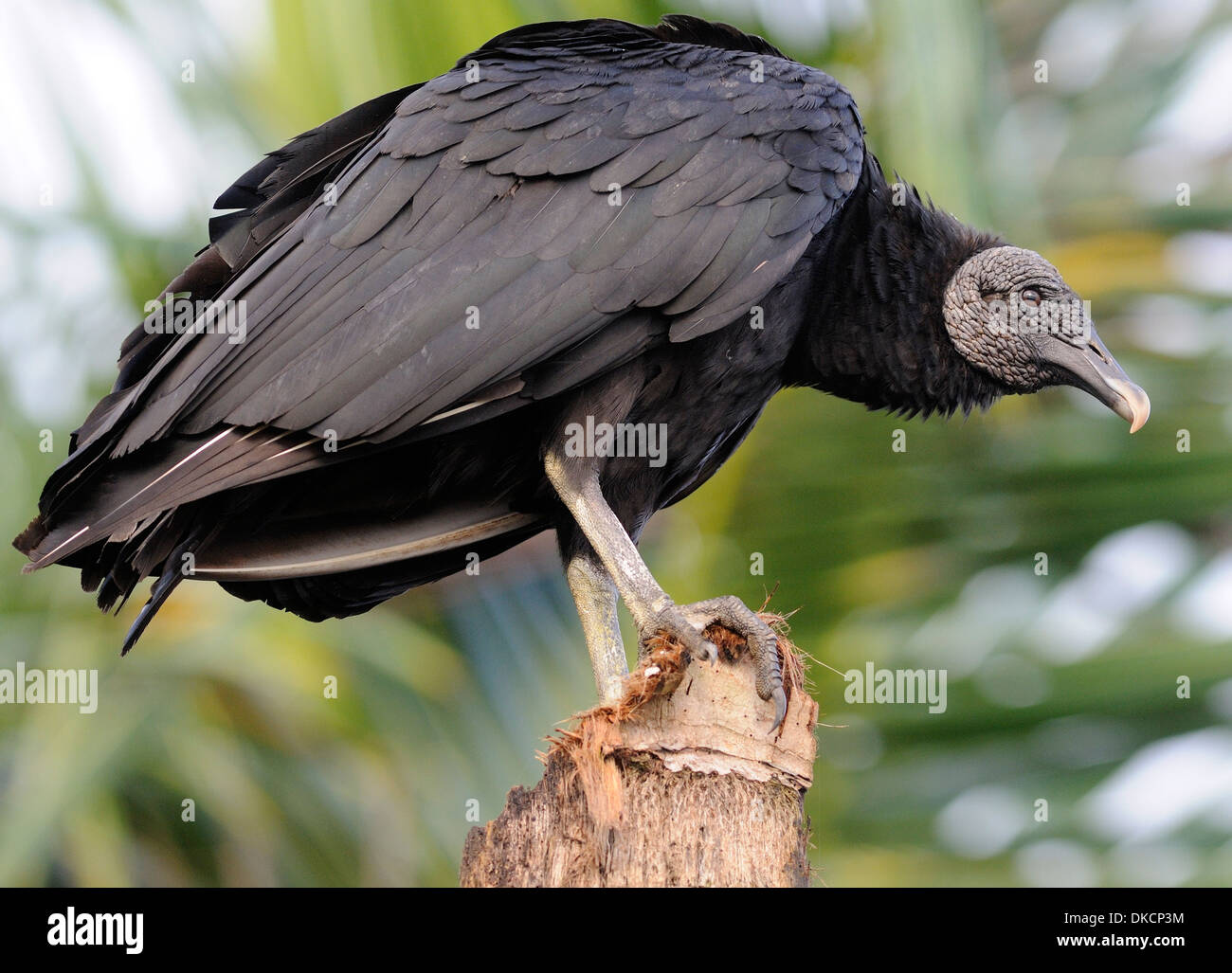 Un urubu noir (Coragyps atratus) est perché sur une souche d'arbre palmier sur la plage de Tortuguero. Parc National de Tortuguero, Limon Banque D'Images