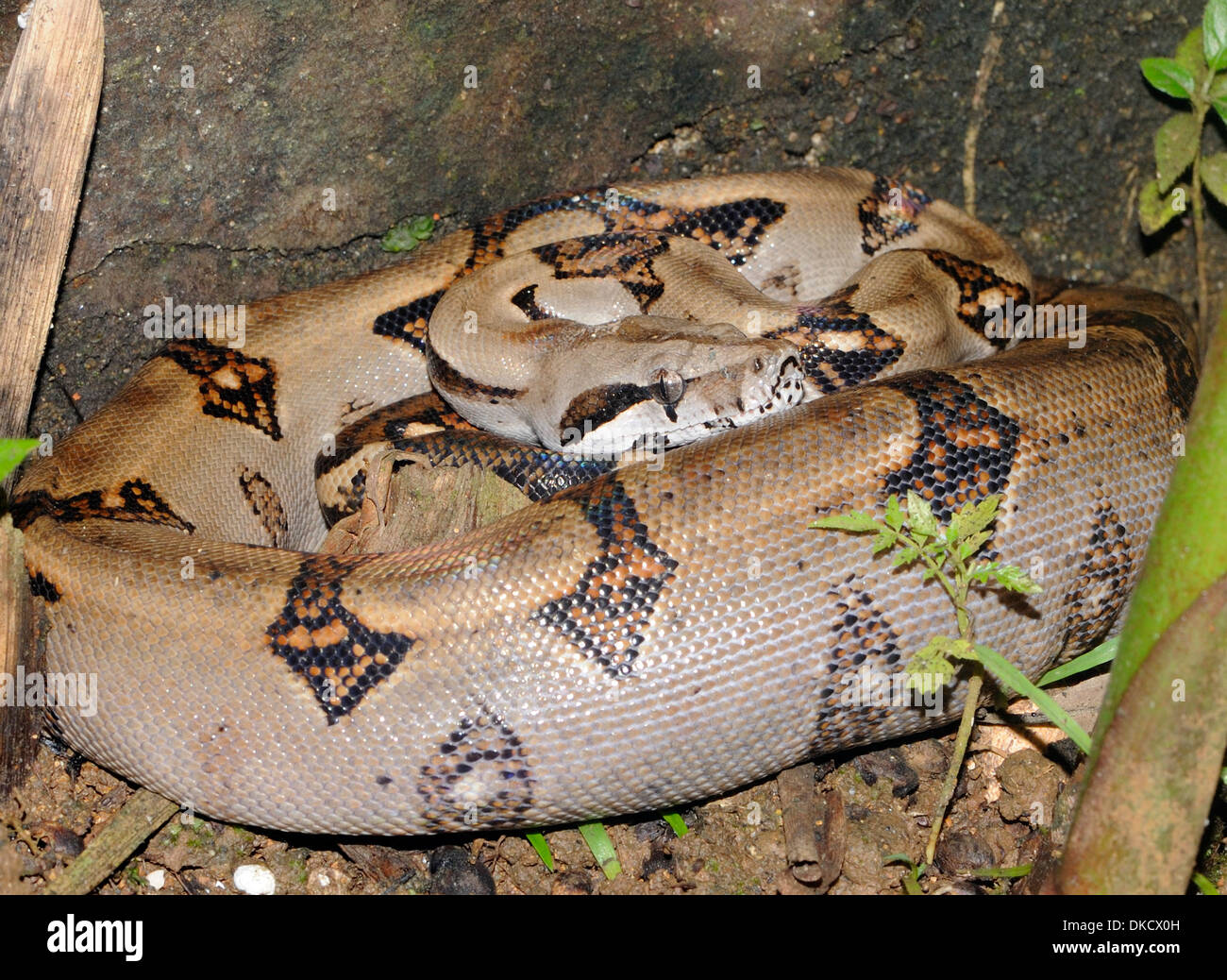 Un petit boa constrictor (Boa constrictor) enroulé à l'arrière d'un lit de fleurs dans un jardin de l'hôtel. La baie Drake, national Corcovado Banque D'Images