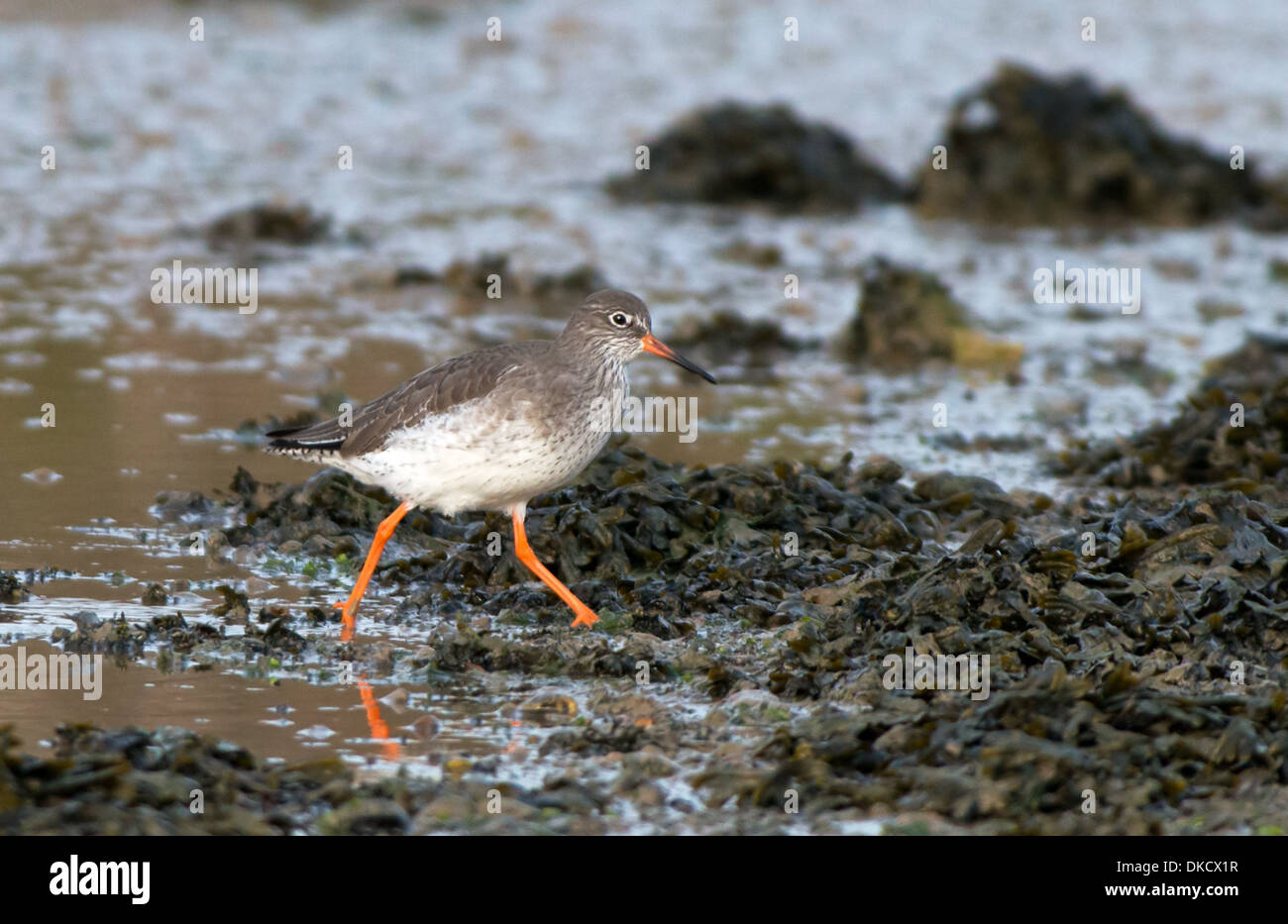 Redshank-Tringa totanus, à la recherche de nourriture. Uk Banque D'Images