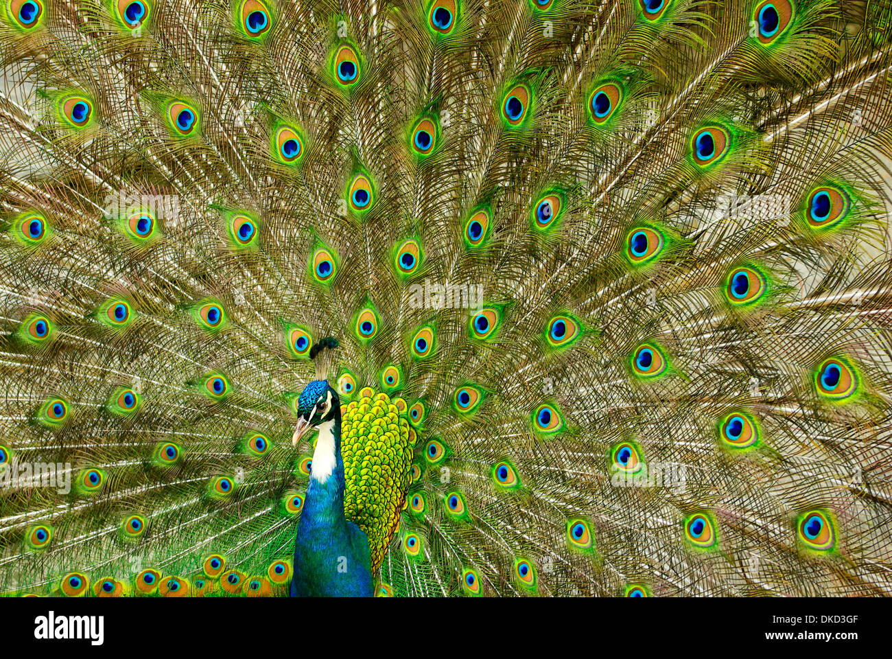 Un affichage de paons bleus mâles Banque D'Images