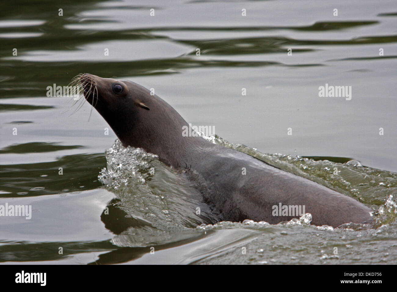 Lion de mer nager avec la tête hors de l'eau Banque D'Images