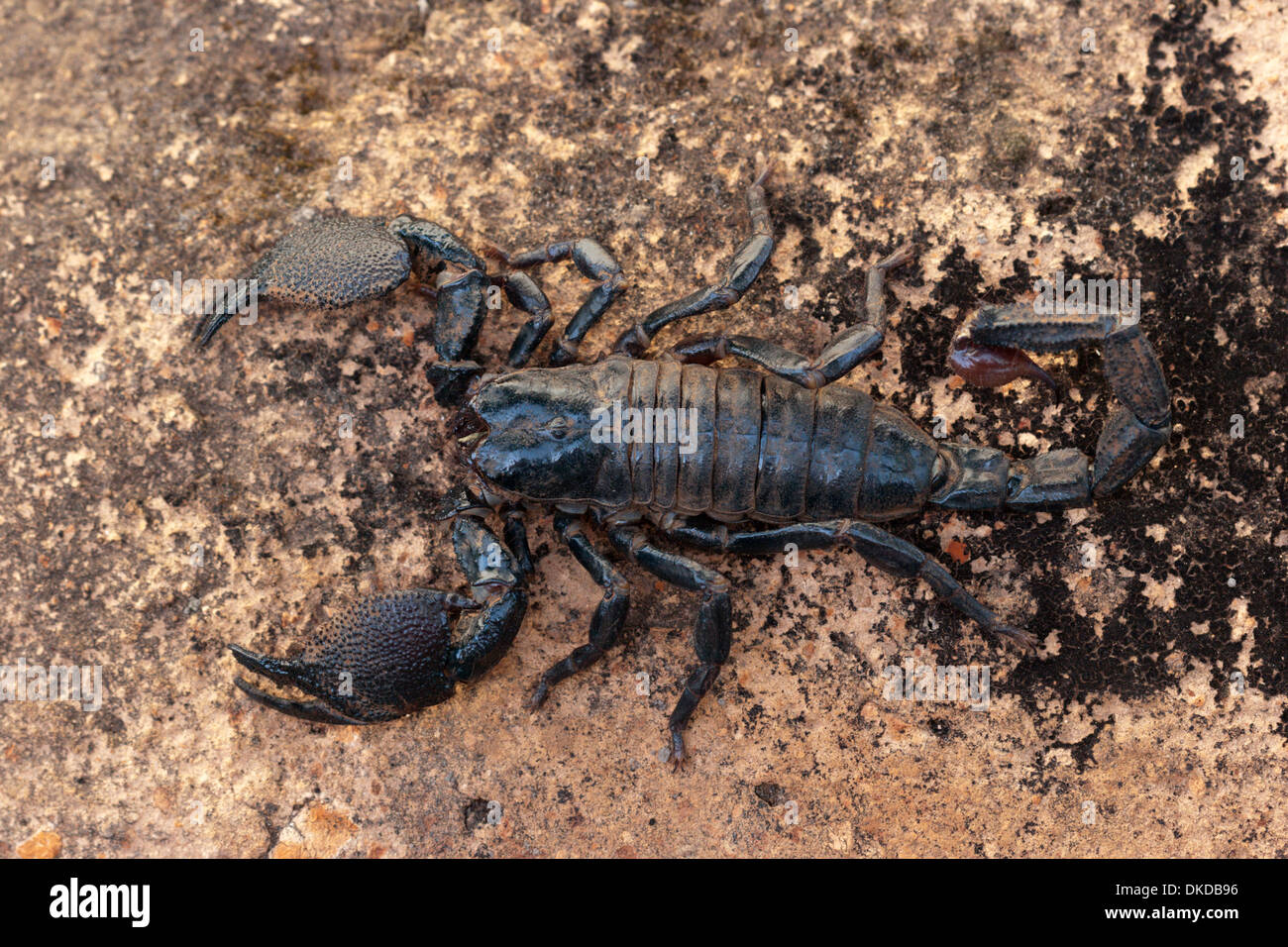 Noir venin de scorpion poison dangereux picotements Banque D'Images